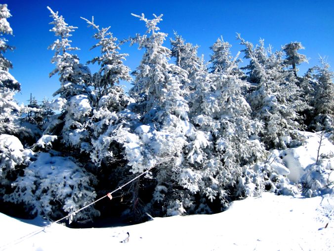 sugarbush upper mountain snow trees 2