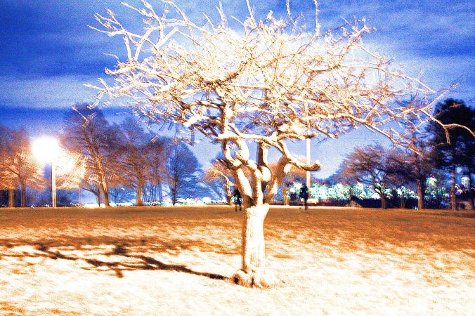 boston everett tree at night
