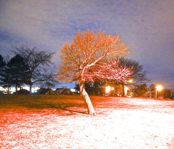 boston everett tree night 2