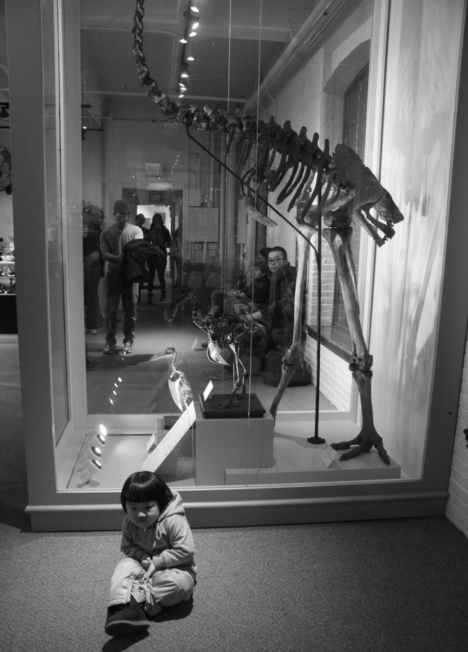 boston museum of natural history little girl in front of dodo bird 1