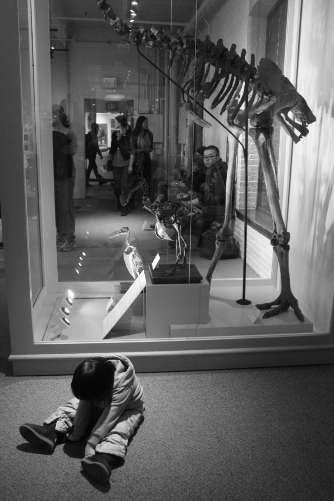boston museum of natural history little girl in front of dodo bird 3