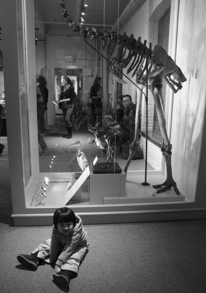 boston museum of natural history little girl in front of dodo bird 4