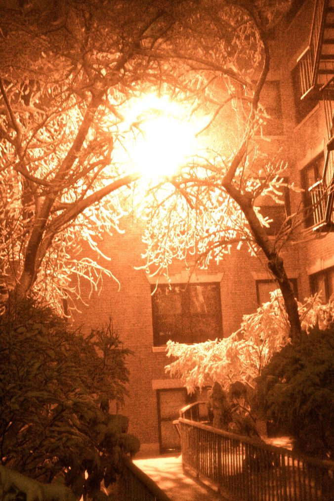 boston snow storm february 8 blizzard nemo allston curvy trees