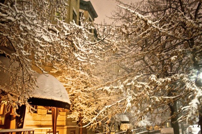 boston snow storm february 8 blizzard nemo snow trees canopy