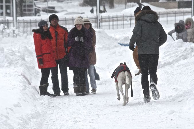 boston snow storm february 9 blizzard nemo dog in coat