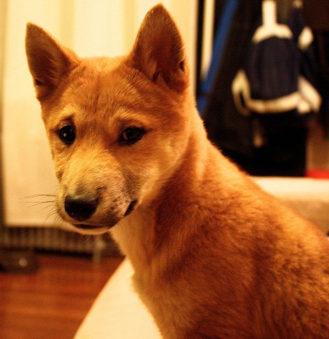 boston brookline shiba inu portrait