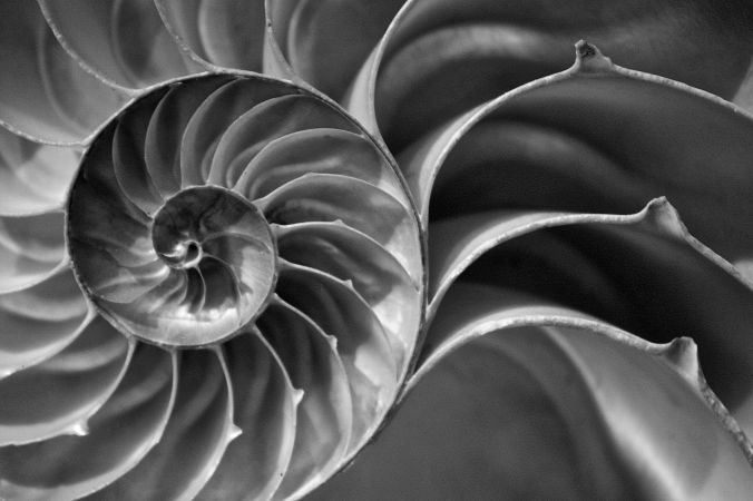 boston harvard natural history museum nautilus shell 2