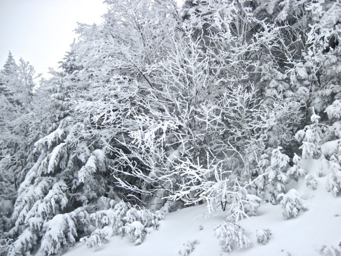 sugarbush heavens gate white trees