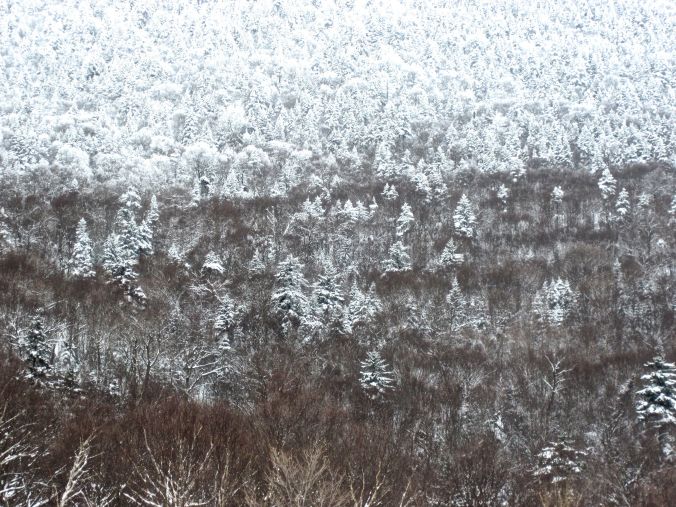 sugarbush trees white