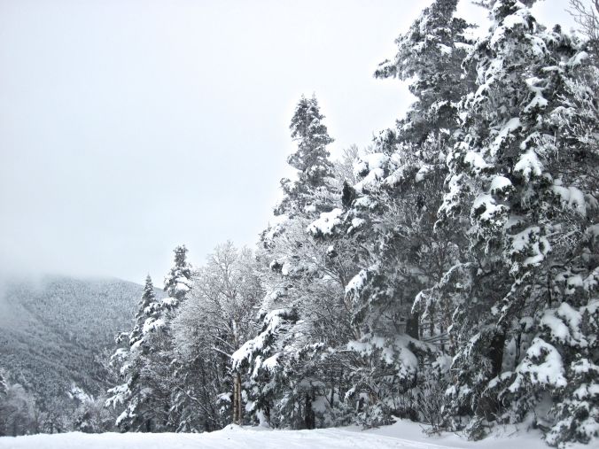sugarbush white trees heavens gate 2