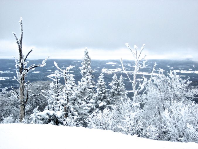 sugarbush white trees heavens gate