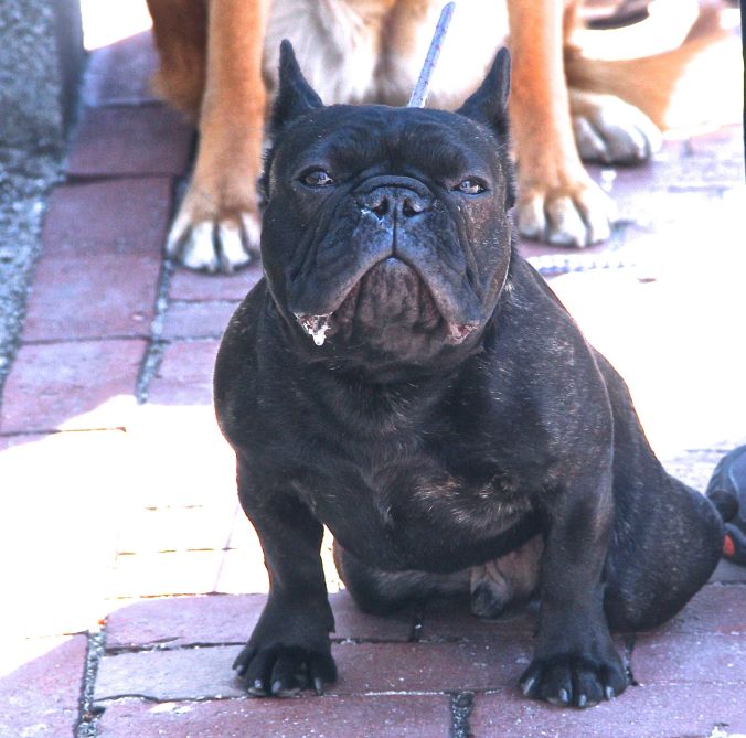 boston common garden french bulldog