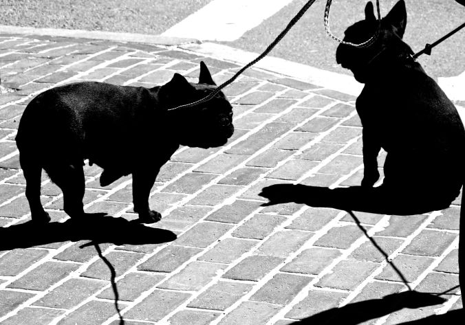 boston common garden french bulldogs