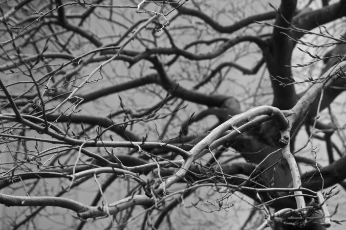 boston greenway tree curve