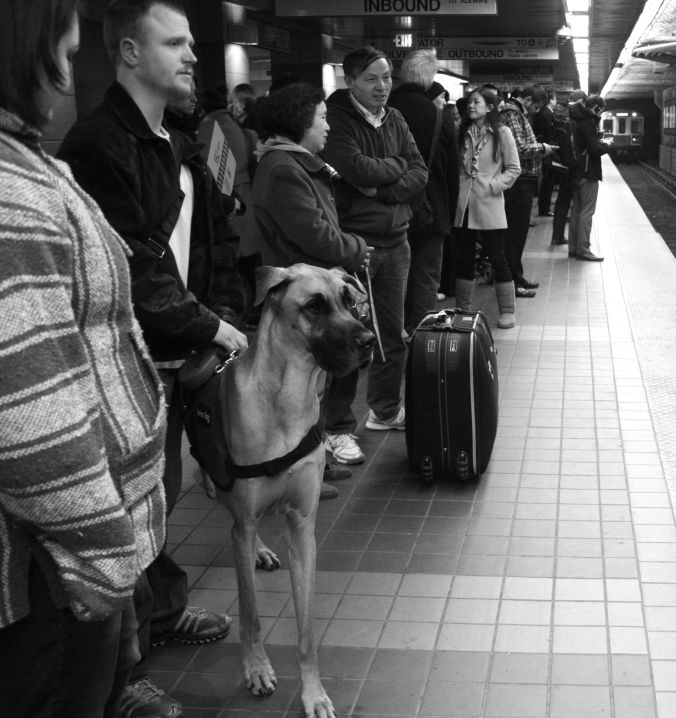boston red line south station great dane 2