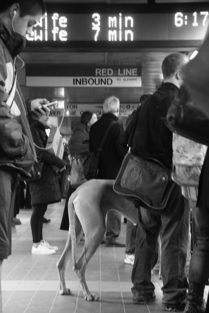 boston red line south station great dane