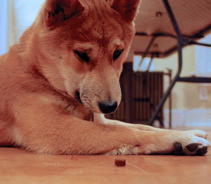 boston brookline shiba inu portrait 2