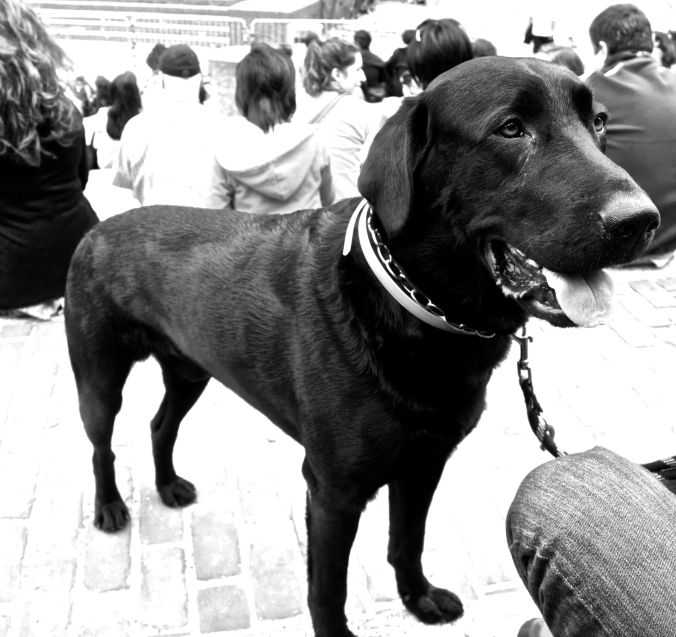 boston government center black labrador gaetano 3