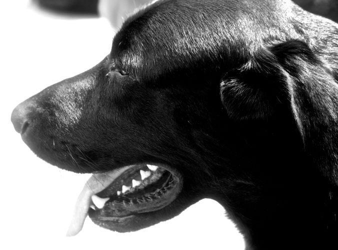boston government center black labrador gaetano profile
