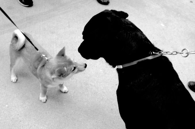 boston government center black labrador gaetano
