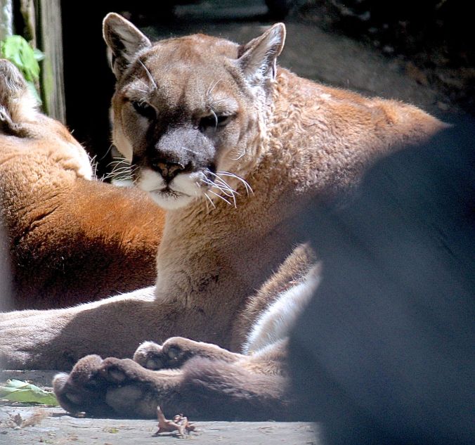 pennsylvania elmwood park zoo mountain lion