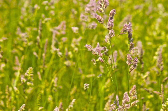 boston harbor spectacle island fields purple flowers