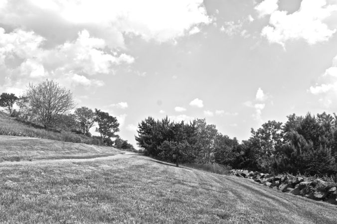 boston harbor spectacle island trees sideways