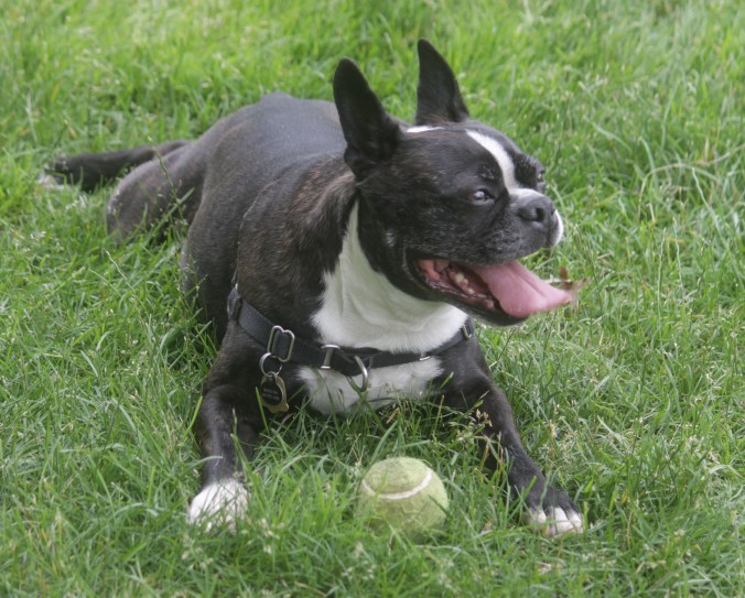 boston water front boston terrier ball