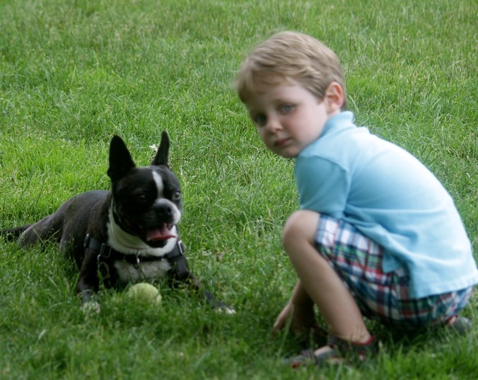 boston water front boston terrier boy ball 2