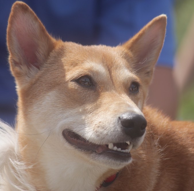 boston copley square shiba inu 2