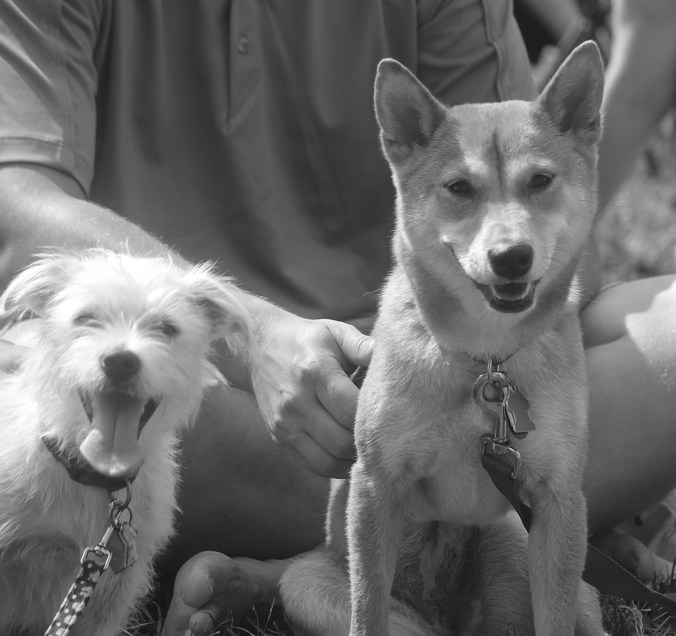 boston copley square shiba inu