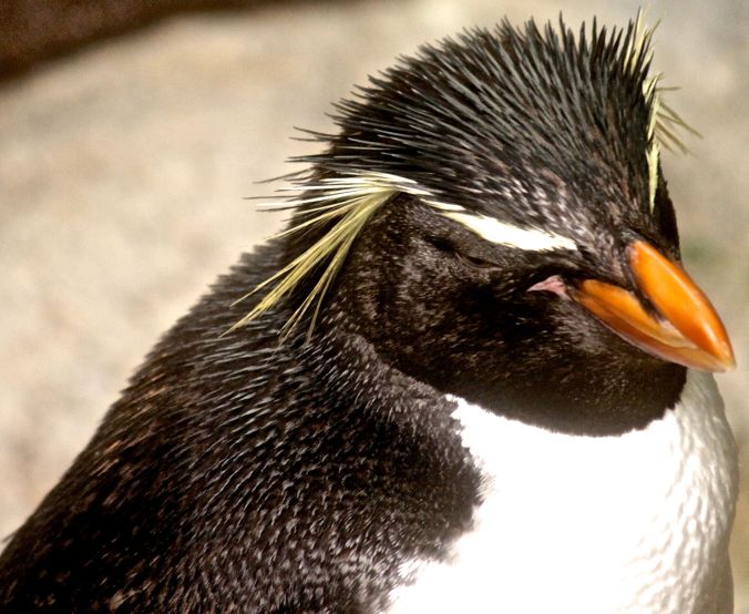 boston new england aquarium rock hopper penguin