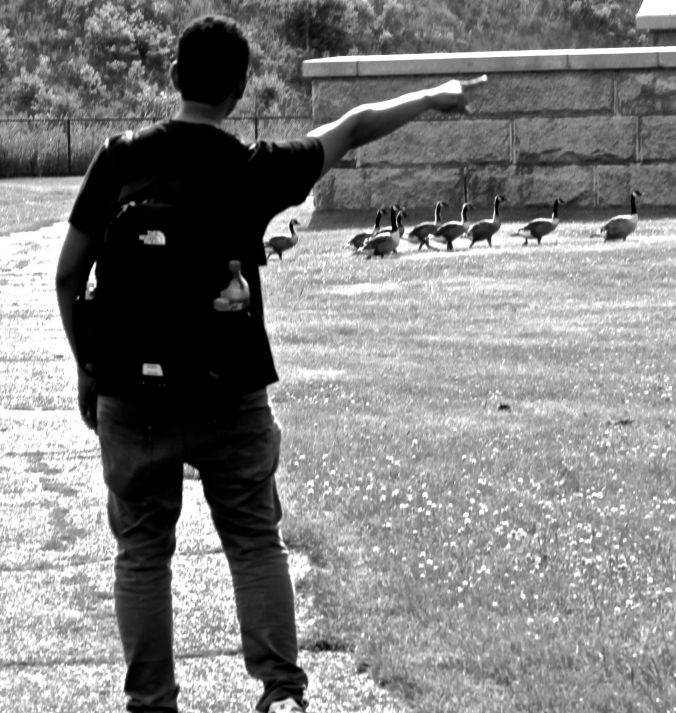 boston georges island friend directing geese