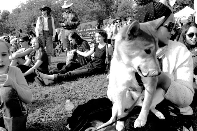 boston charles river shiba inu 3