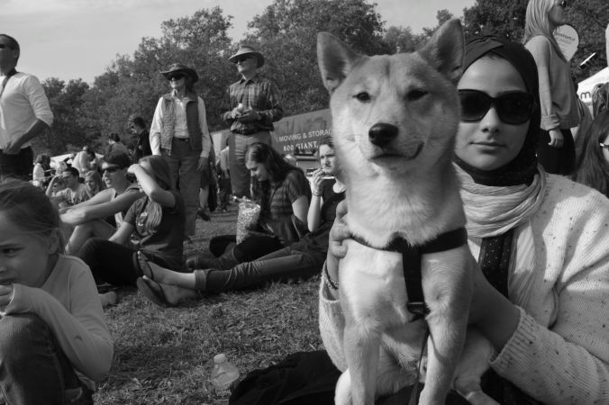 boston charles river shiba inu 4