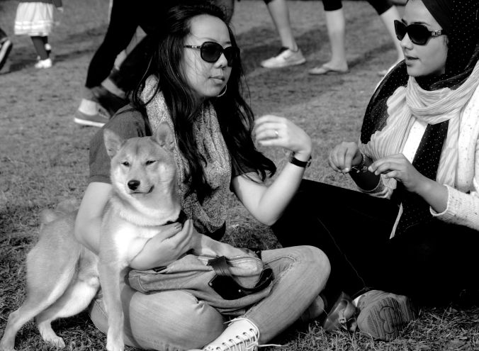 boston charles river shiba inu 9