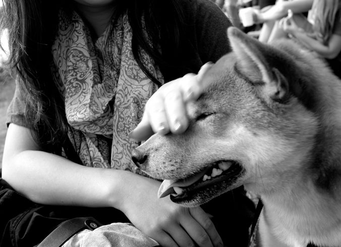 boston charles river shiba inu