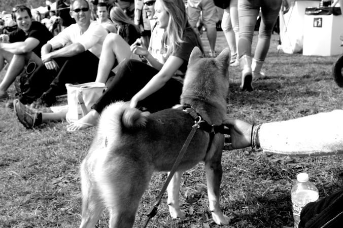 boston shiba inu charles river 2