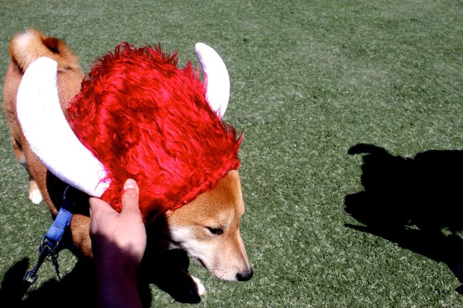 amesbury warrior dash may 31 shiba inu horn hat