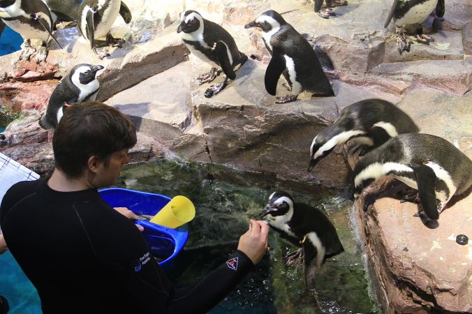 boston new england aquarium penguins 2