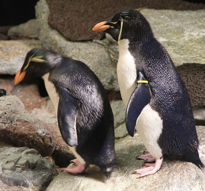 boston new england aquarium penguins 3