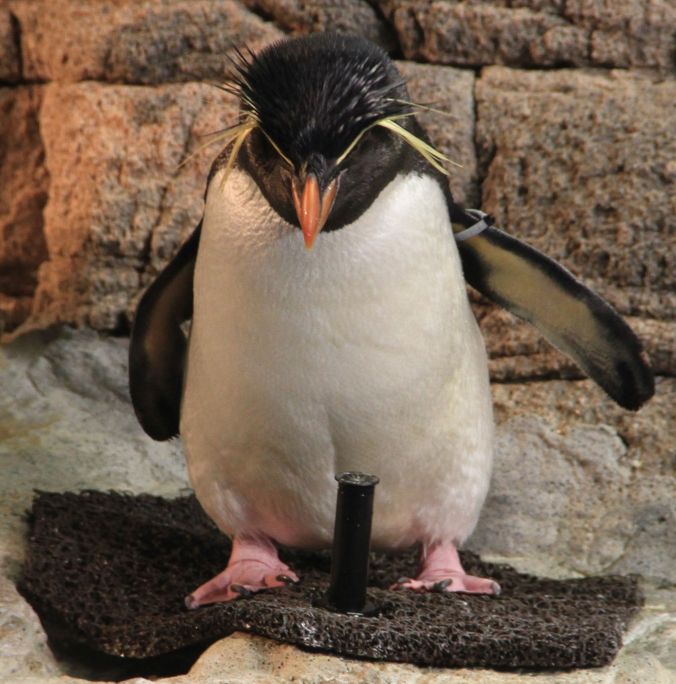 boston new england aquarium penguins 4