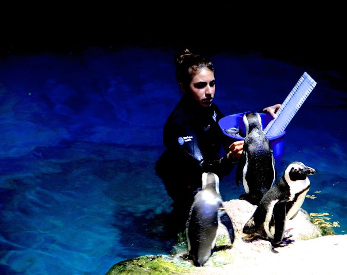 boston new england aquarium penguins 5