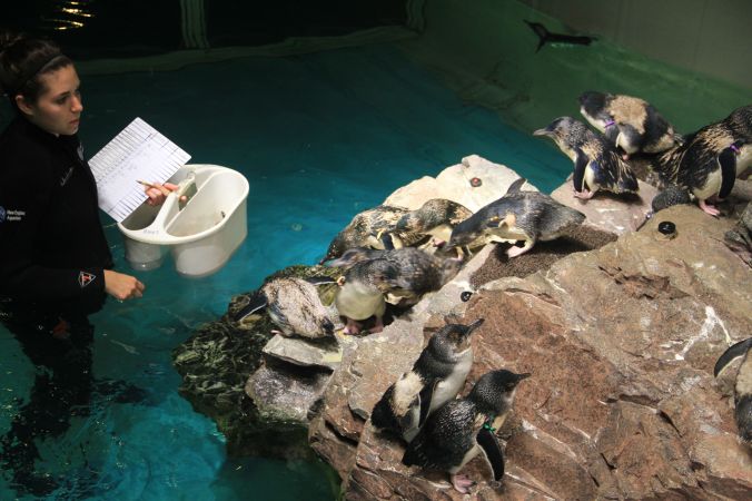 boston new england aquarium penguins 6