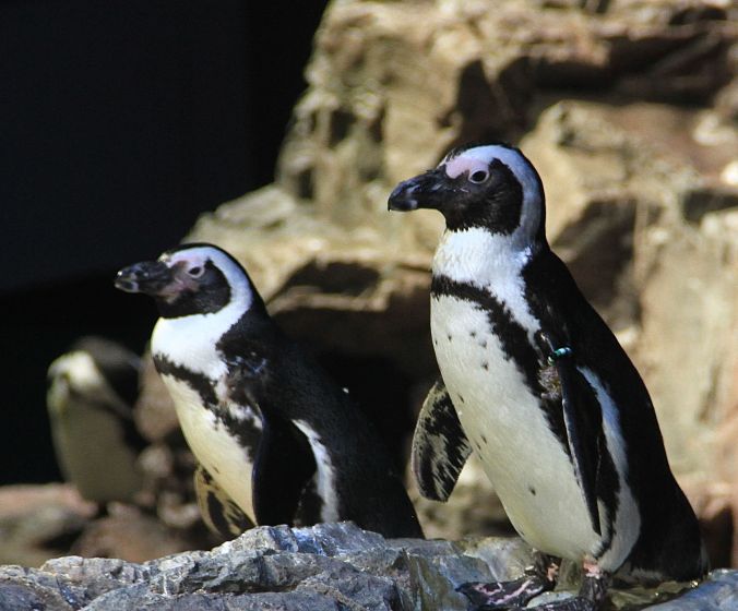 boston new england aquarium penguins 7
