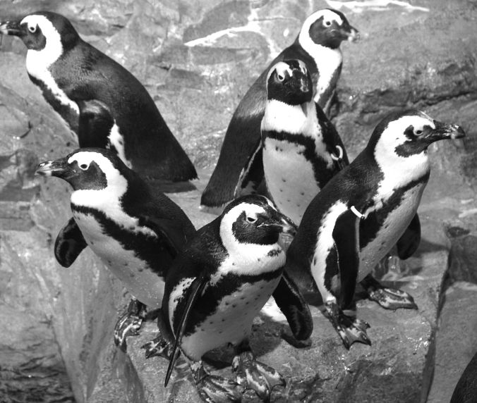 boston new england aquarium penguins