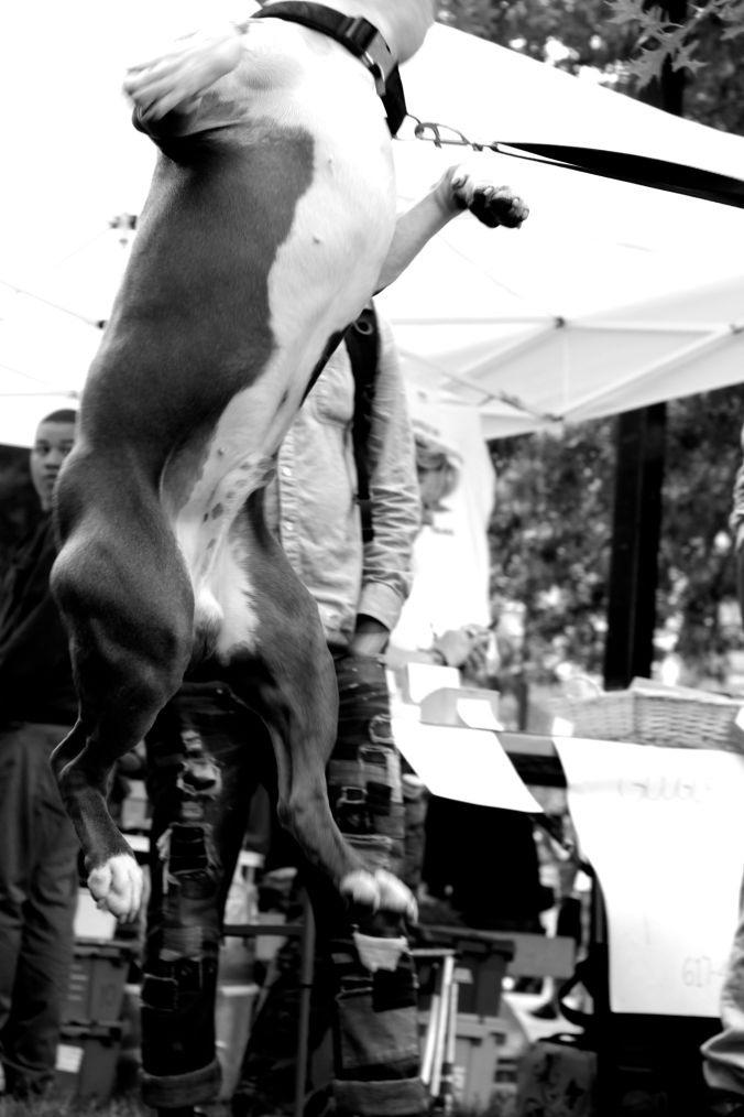 boston hemp fest 2014 dog jumping 1