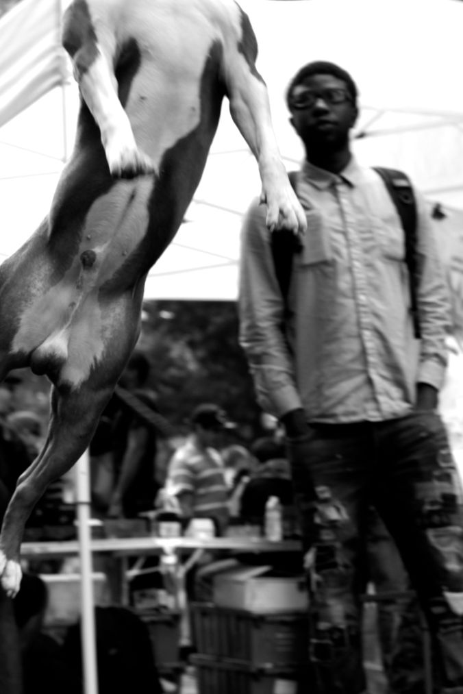 boston hemp fest 2014 dog jumping 4