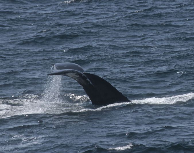 boston whale watch whales 11