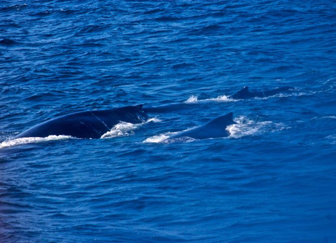 boston whale watch whales 12